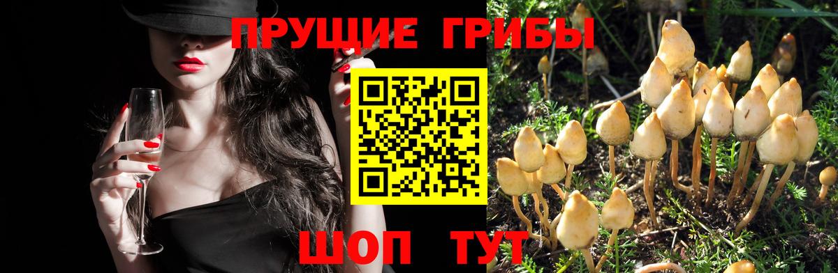 Белгород  Галлюциногенные грибы Magic Shrooms  Галлюциногенные грибы Cubensis  Вход с VPN 
